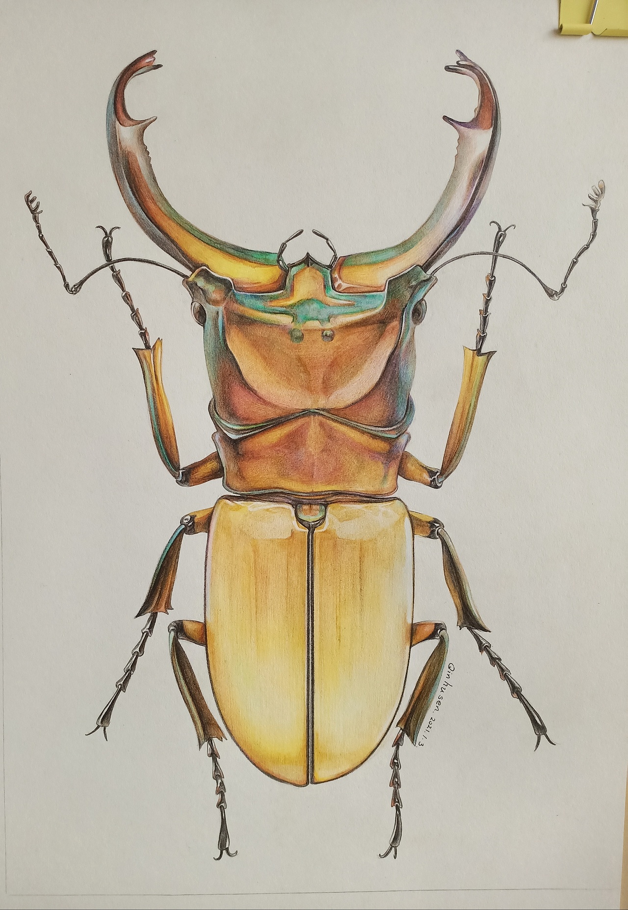 彩铅甲虫(锹形虫)