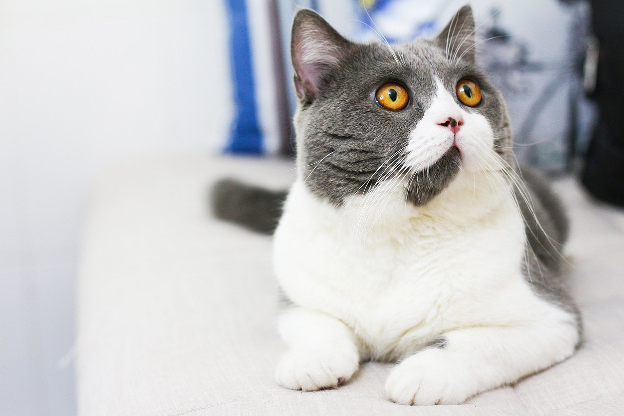 拍摄猫咪(还是那只猫咪)