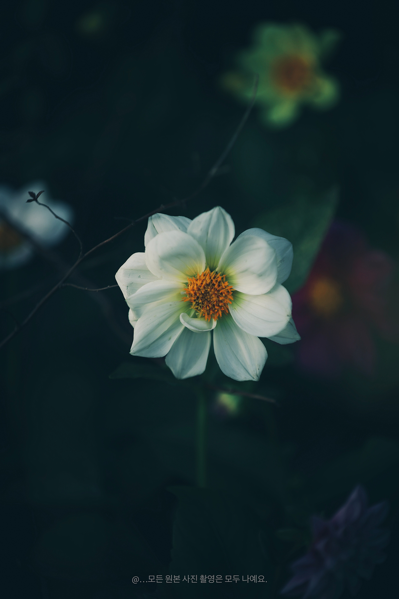 🌅日落画卷,温柔每一刻✨