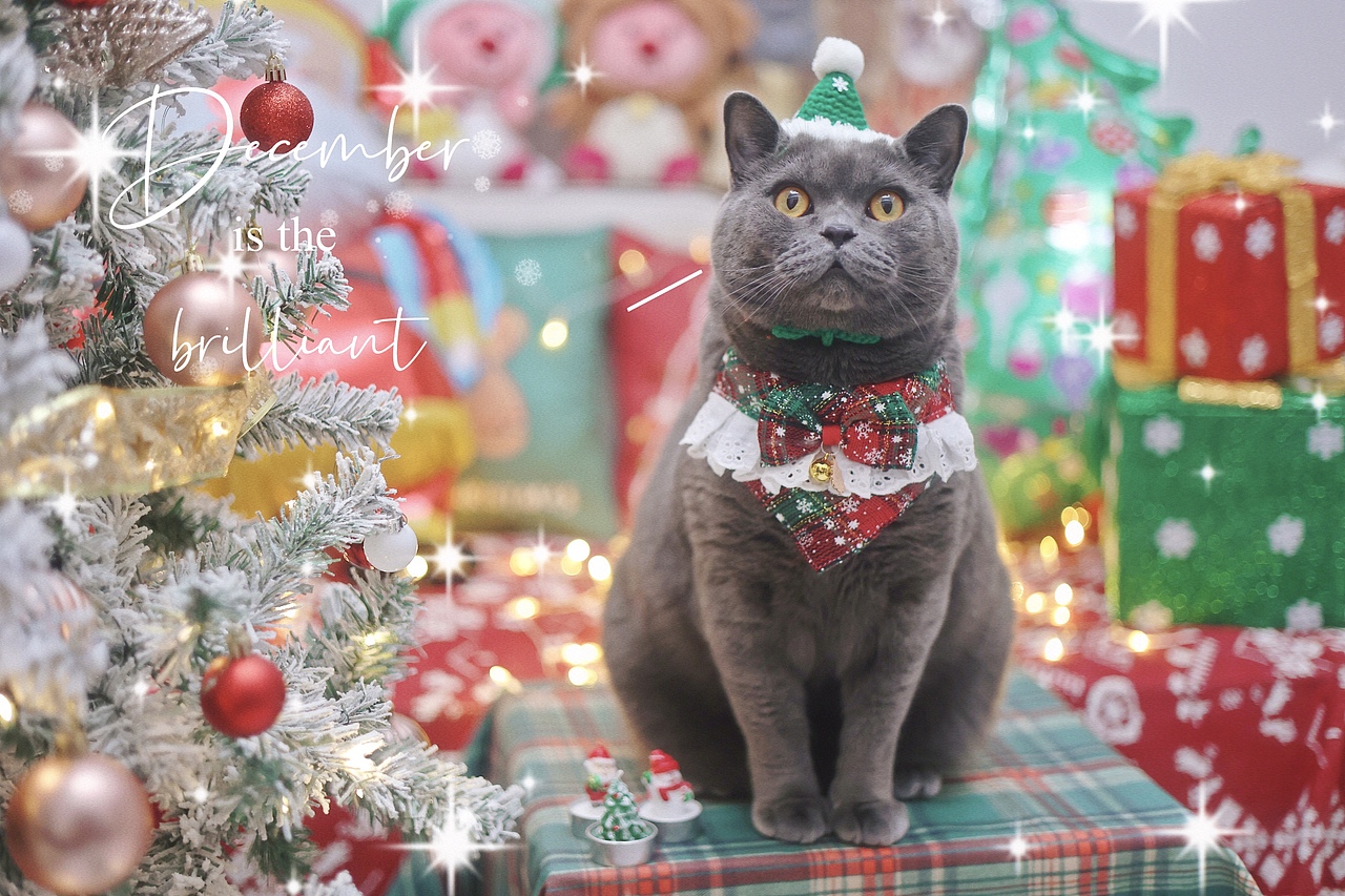圣诞🎄🐱专题--萌萌小猪咪们（图ZMzU4MzI0MDYw） - 宠物摄影 - 站酷设计师夏夏大西瓜原创素材 - 站酷ZCOOL