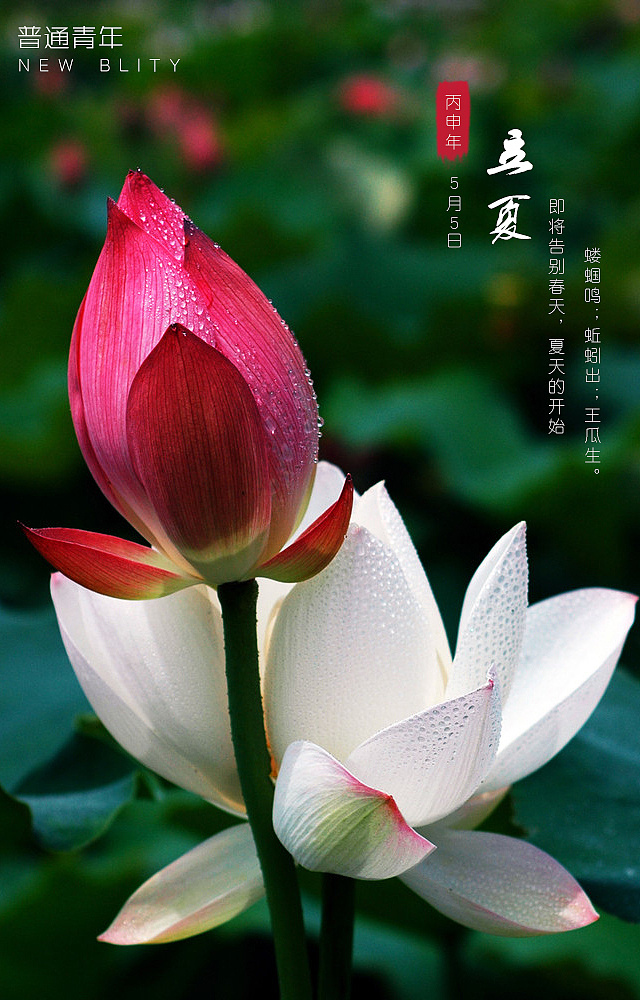 二十四节气之立夏