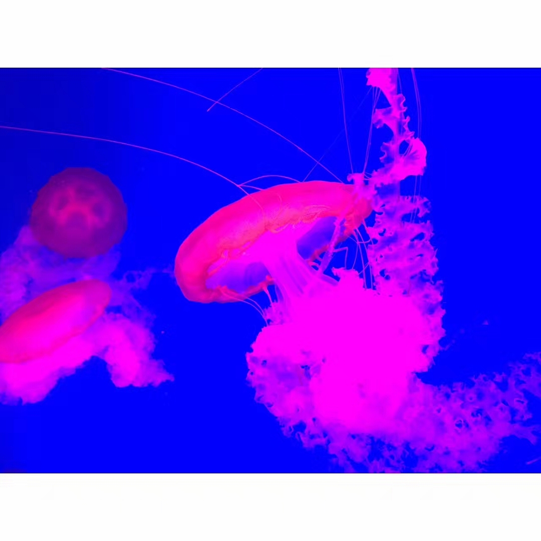 「水生物超有爱」（图ZMTAzNTQwMjQ0） - 宠物摄影 - 站酷设计师王小刁不刁原创素材 - 站酷ZCOOL