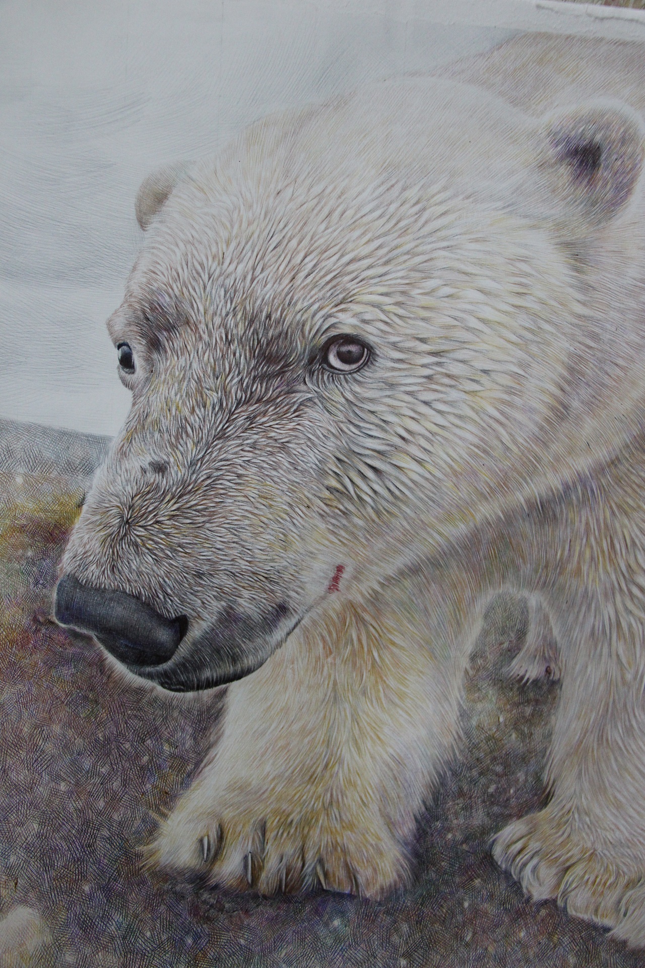 北极熊 - 原创作品 - 站酷(zcool)