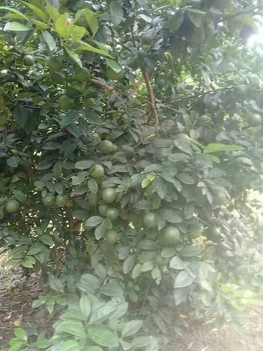 老男人果品青柠檬