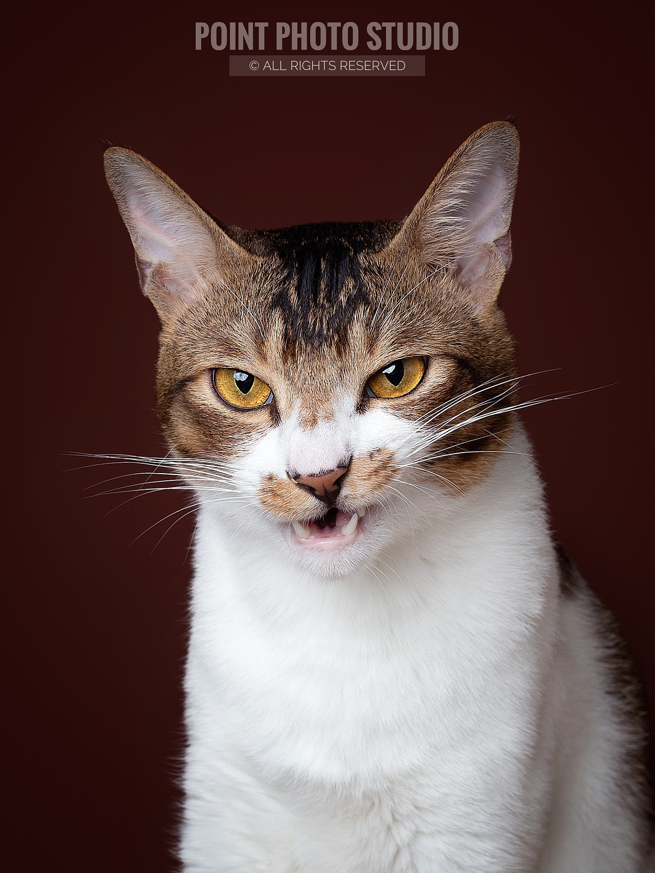 【宠物摄影】表情帝的show time（图ZMzE0MzAwNzAw） - 宠物摄影 - 站酷设计师Pointphoto原创素材 - 站酷ZCOOL