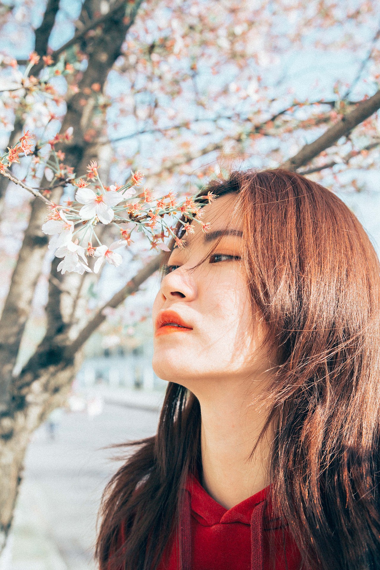 春天总是在不经意间 来临