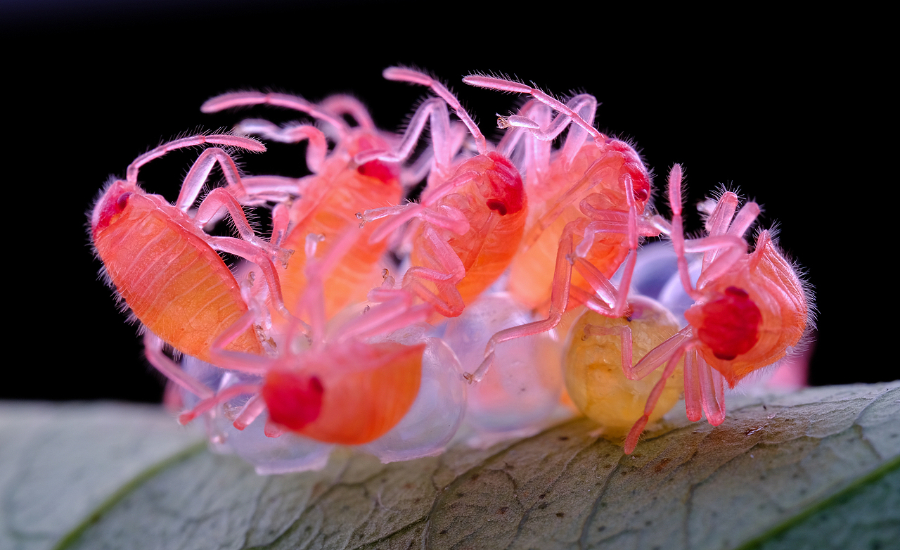 自然界赐予的各种糕点-可能还有点食欲（图ZMjY0MzQ3NTY4） - 其他摄影 - 站酷设计师瓜哥微距摄影原创素材 - 站酷ZCOOL