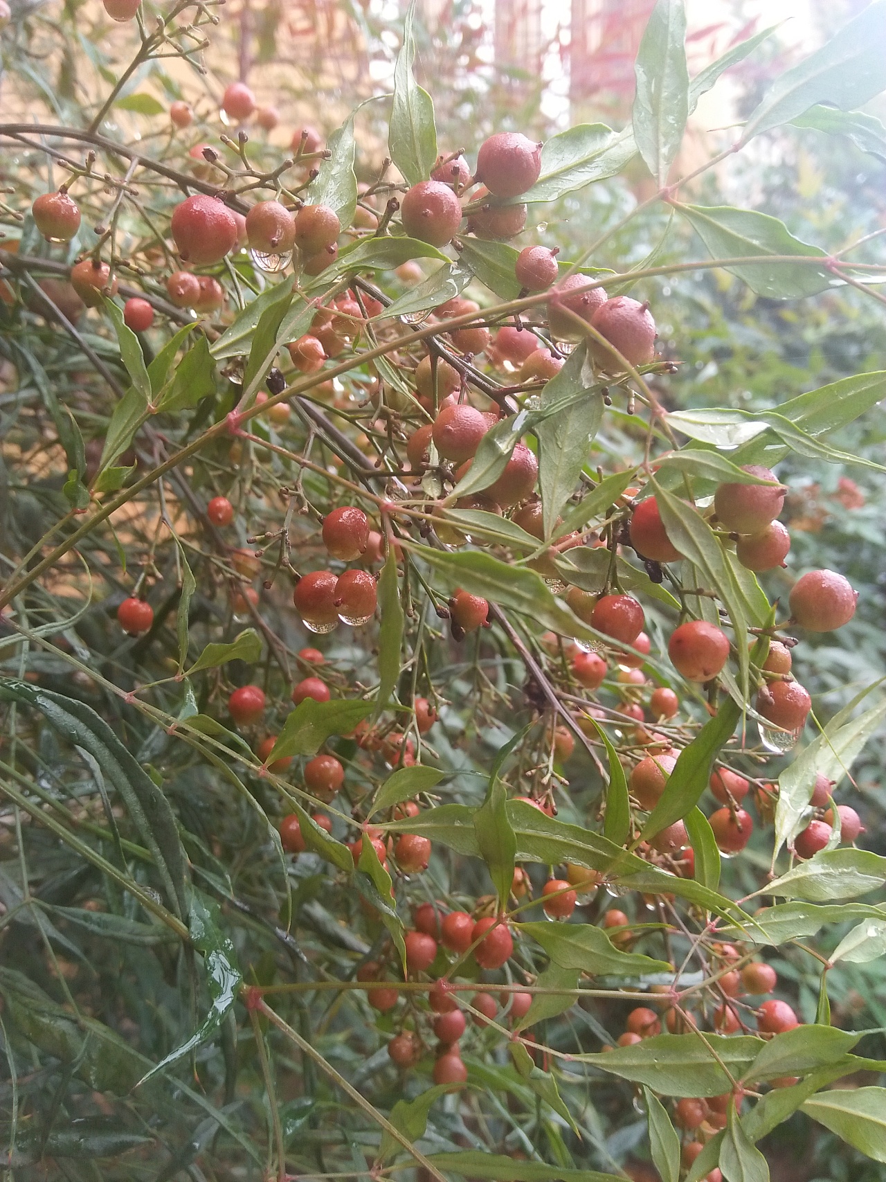 拈花惹草——云南沙溪