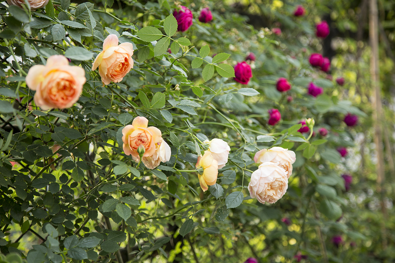 花至花园内的月季花