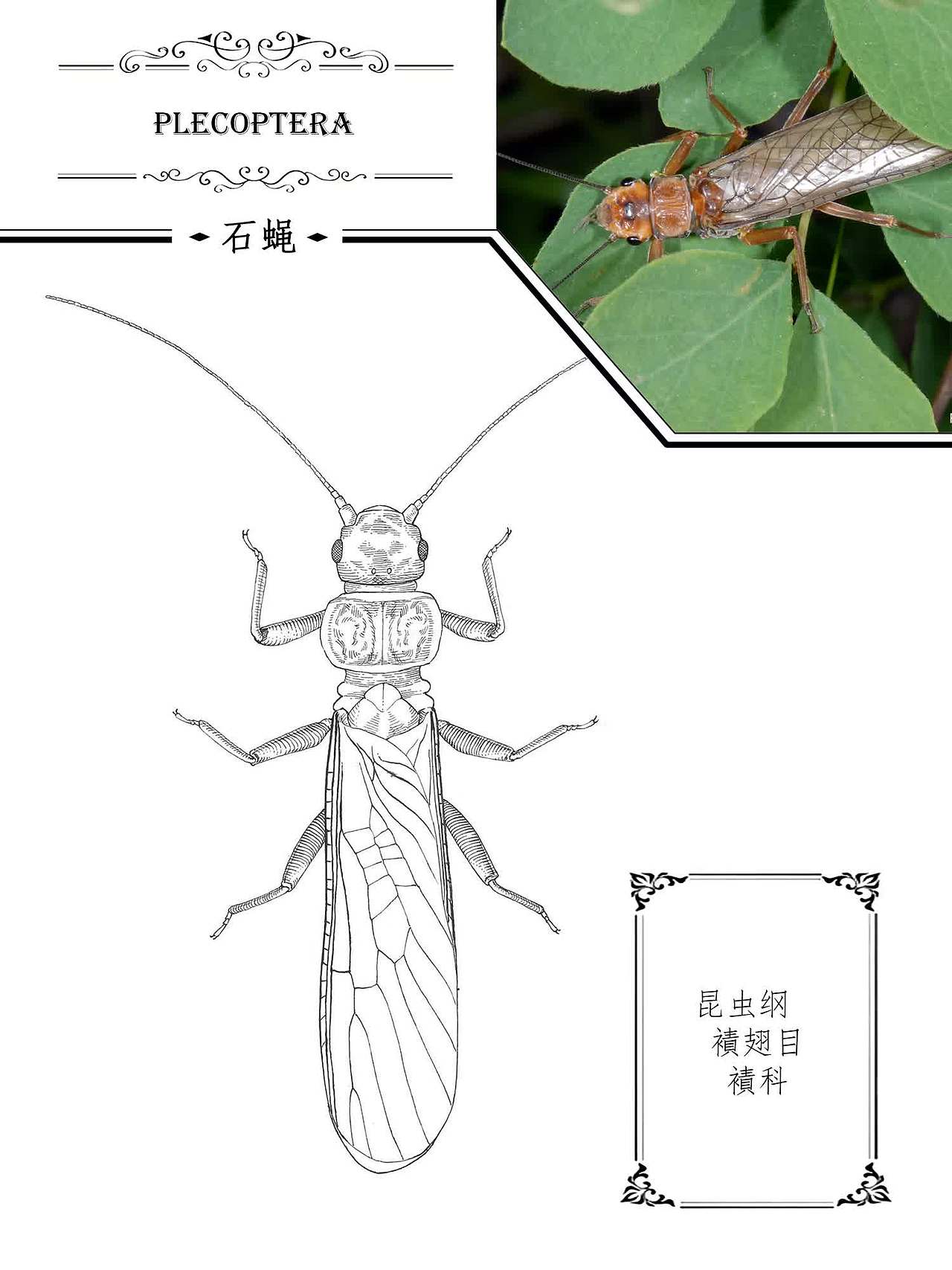 钢笔画 | 昆虫 其之二