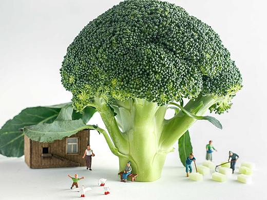 食术 /  疫情这些天在家拍微观