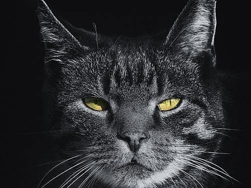 猫