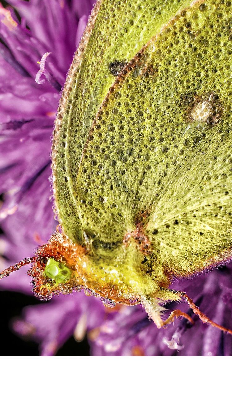 【生态摄影】世界渺小到让你只想溫柔相待