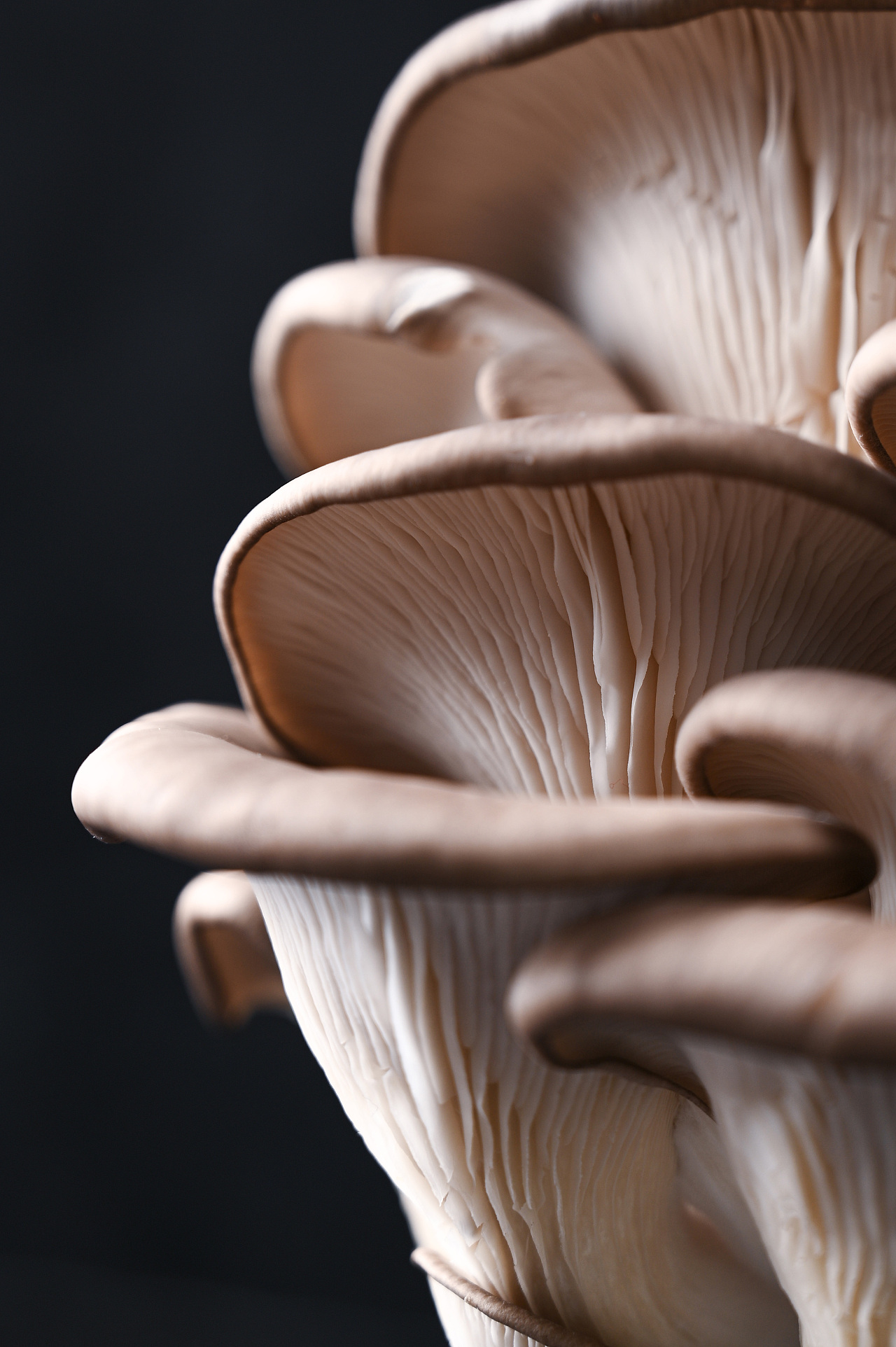 美食拍摄蘑菇拍摄静物拍摄