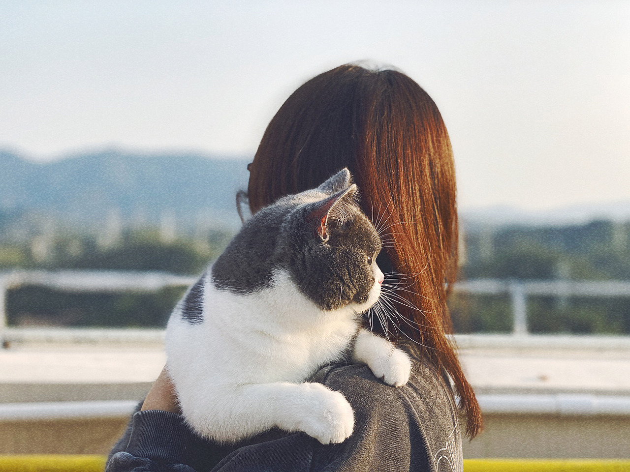 夕阳.姑娘.猫咪.