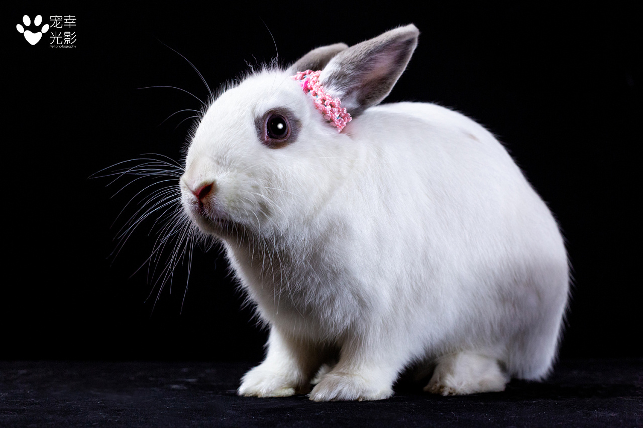 可爱的小兔子高清图片_动物图片_素材吧