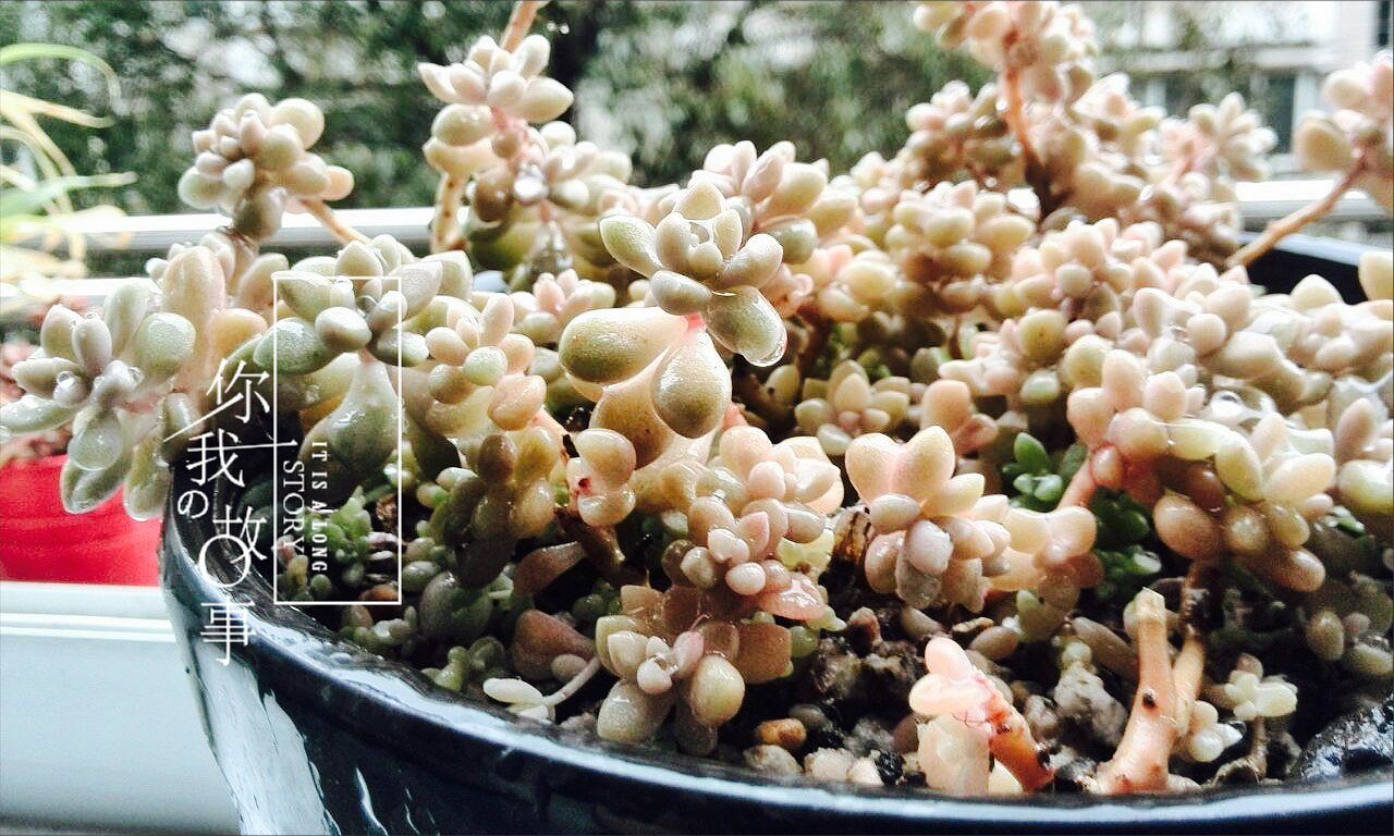 多肉植物（图ZNDIzMTMxNzY=） - 产品摄影 - 站酷设计师羊羊驼驼原创素材 - 站酷ZCOOL