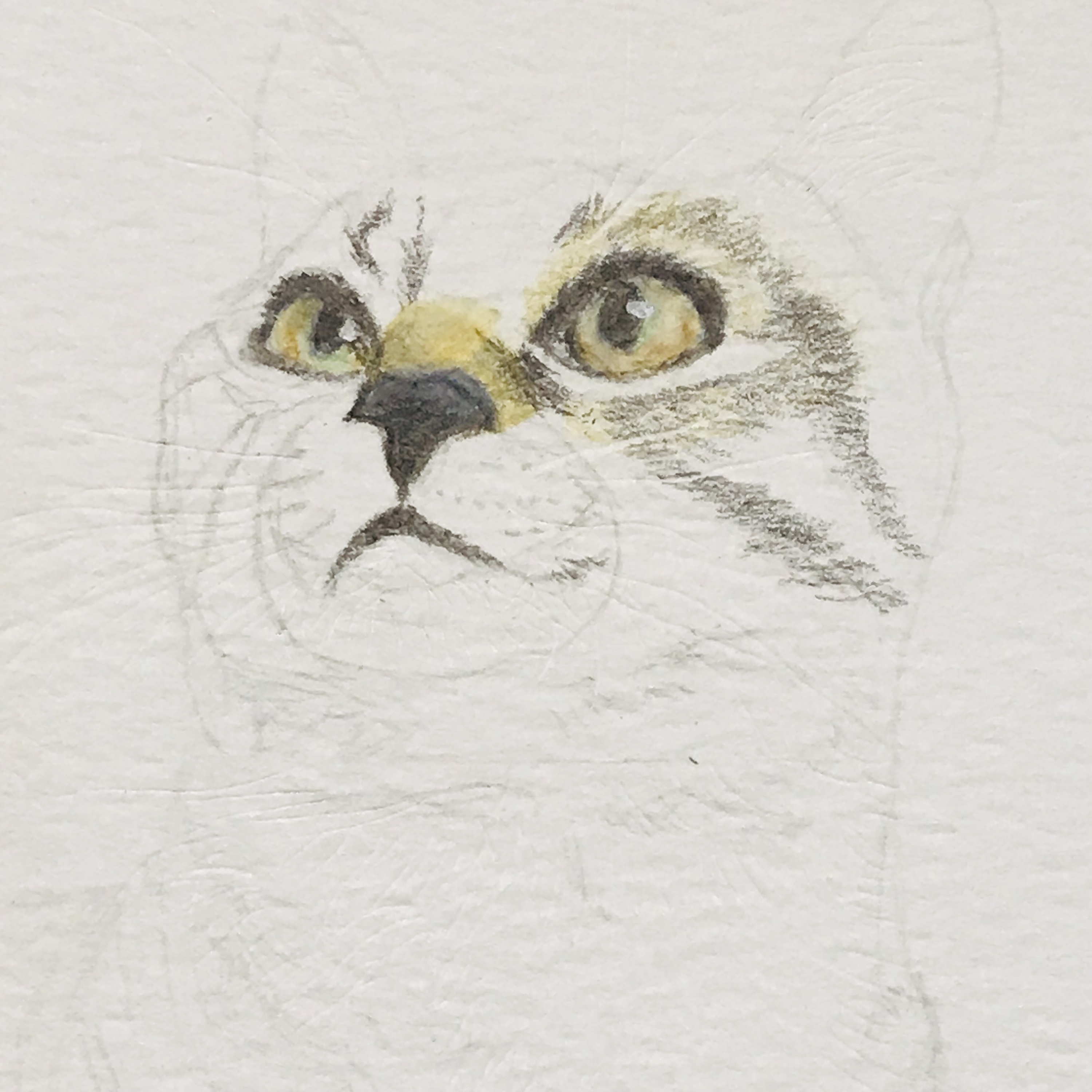 彩铅手绘 | 自带围脖的狸花猫,附过程图