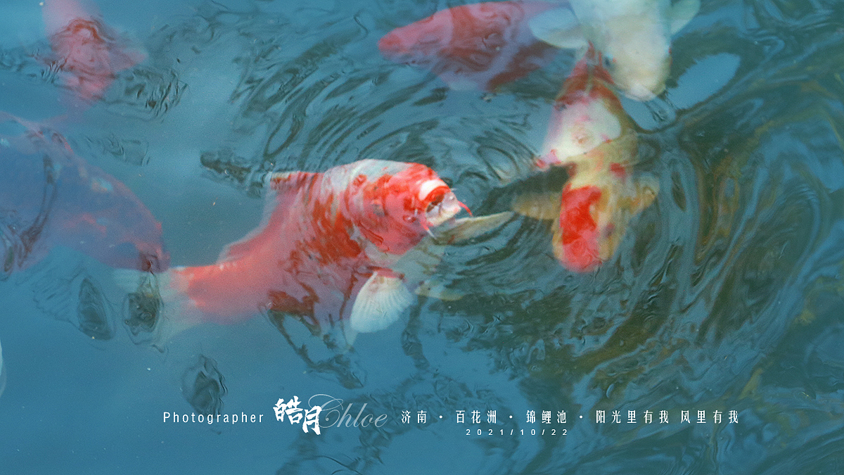 「皓月Chloe」济南·百花洲·锦鲤池·阳光里有我风里有我