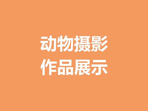 摄影作品（动物）