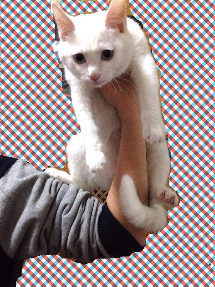 对对错错的浪荡生活(图ZMjU3MzkzNjg=) - 宠物摄影 - 站酷设计师piliqiqi_87原创素材 - 站酷ZCOOL