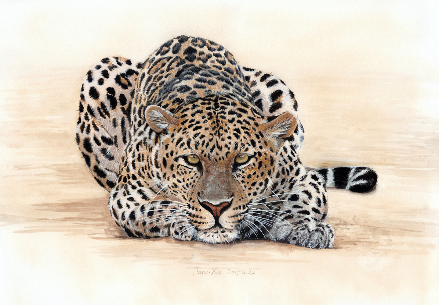 许宁动物水彩 野生大猫们