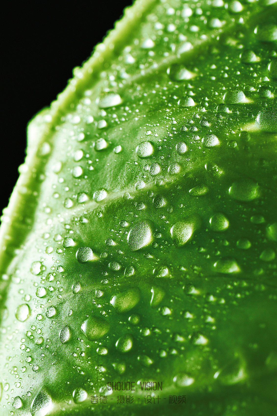 来一组蔬菜集合