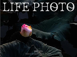 Life  Photo