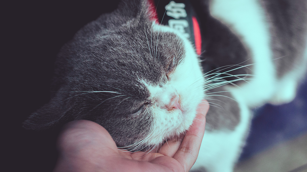 自己拍壁纸系列02（图ZMjUyODM4NTQ4） - 宠物摄影 - 站酷设计师狠手辣原创素材 - 站酷ZCOOL