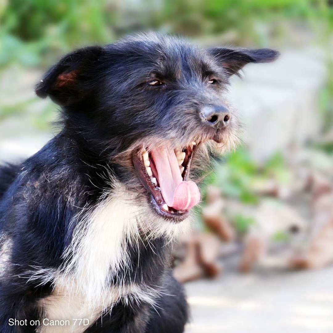 【日常摄影】动物随手拍（图ZMTk5OTA4ODEy） - 宠物摄影 - 站酷设计师熟褐Lion原创素材 - 站酷ZCOOL