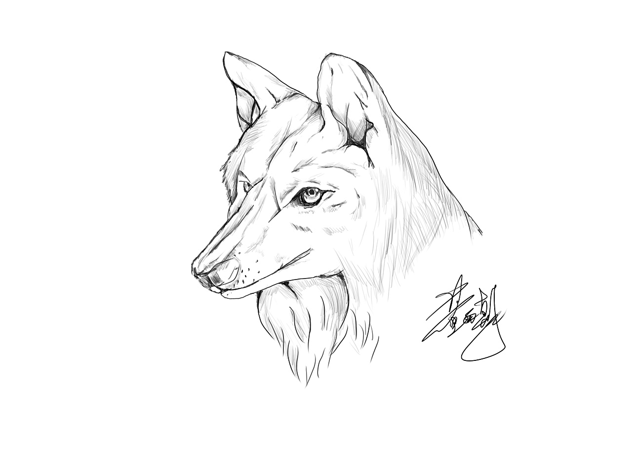 狼- 原创作品 - 站酷(zcool)
