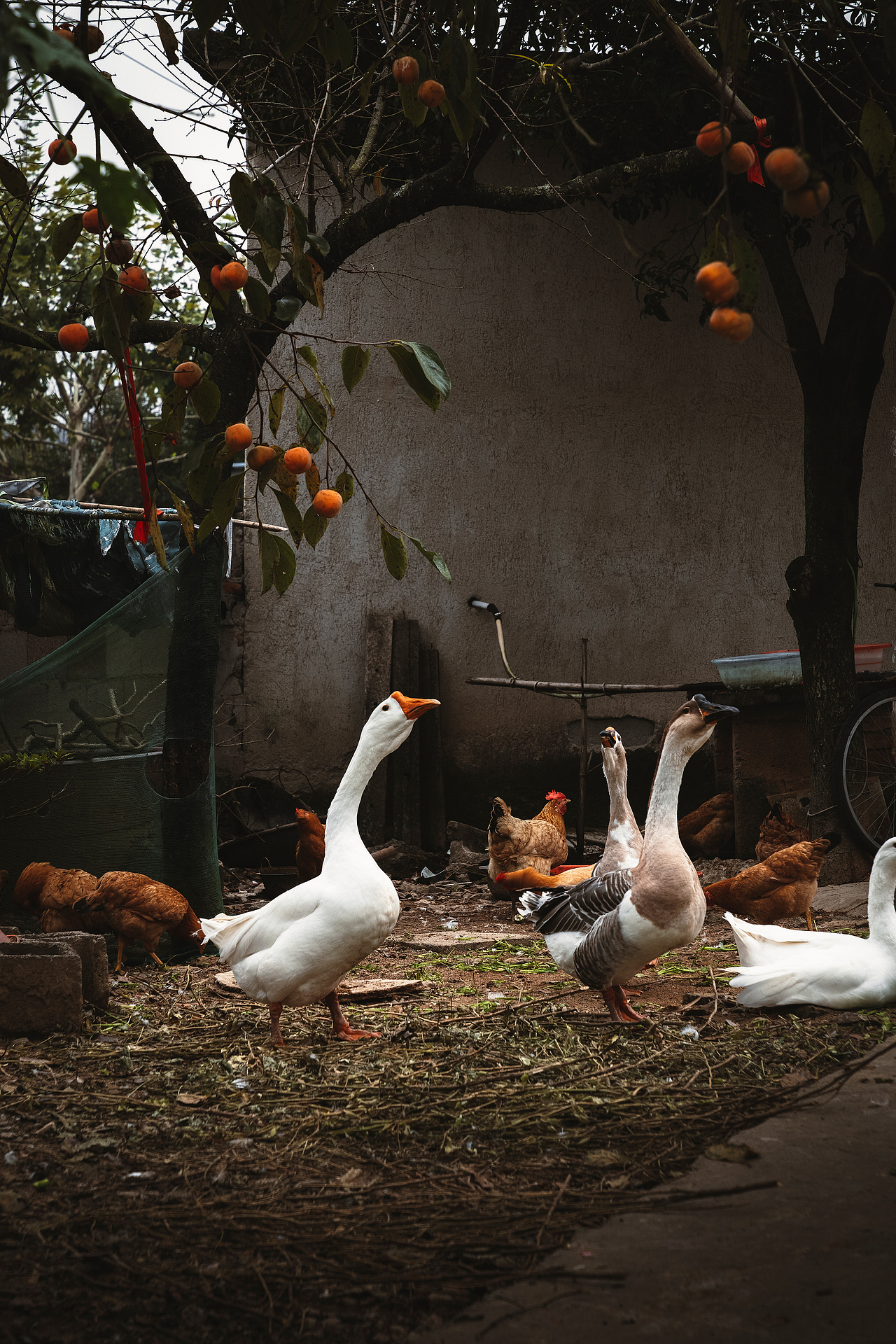 随处可见的农村场景（图ZMjI3MTIyNTI4） - 人文/纪实摄影 - 站酷设计师我有条狗叫汤圆原创素材 - 站酷ZCOOL