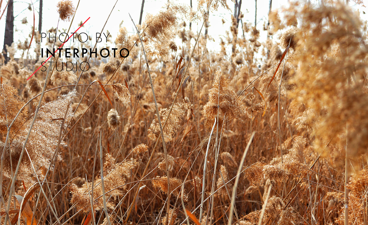 芦苇微微芦苇荡漾