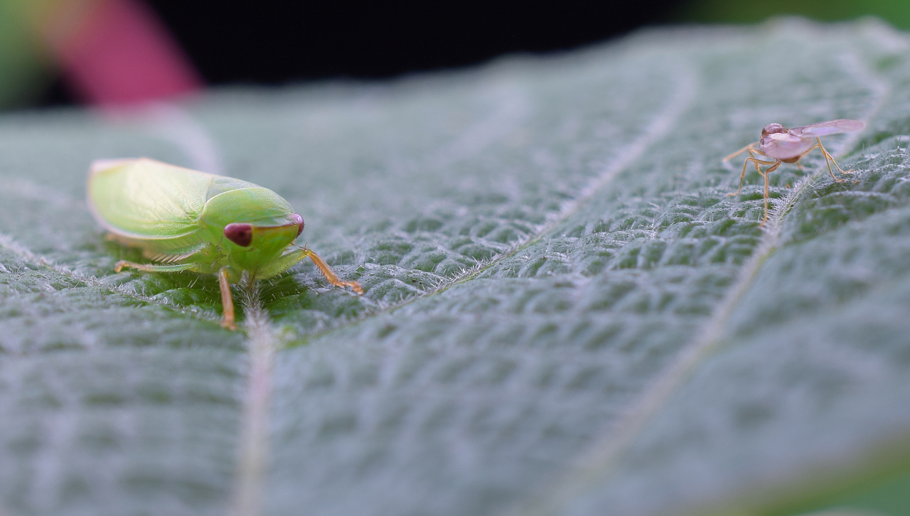 各种小生物