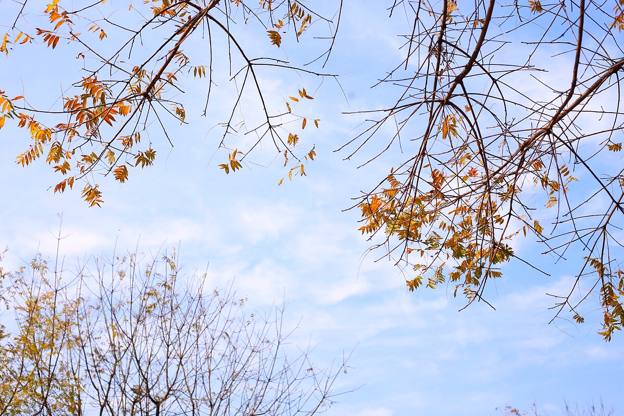 一叶知秋（图ZMTE3NTAyNjg4） - 风光摄影 - 站酷设计师苦瓜白糖原创素材 - 站酷ZCOOL