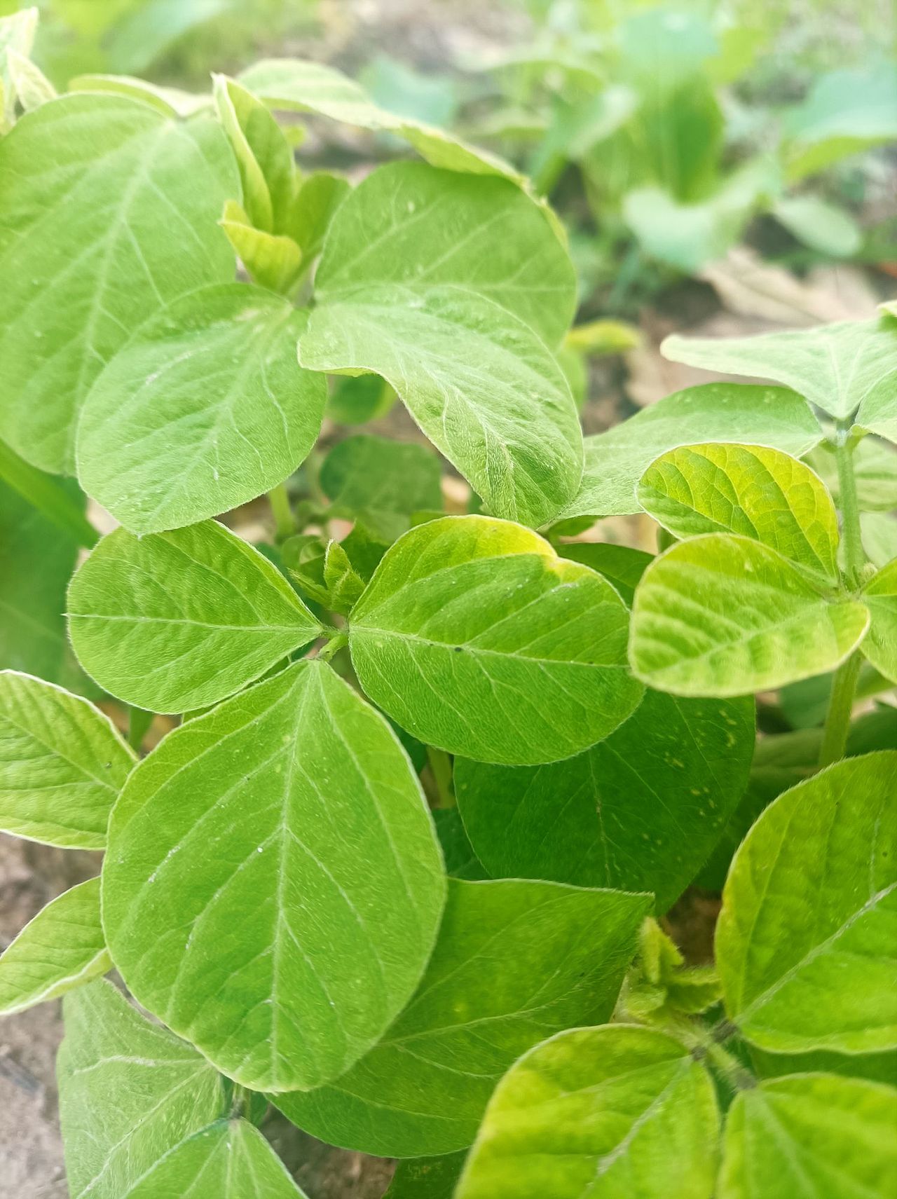 绿叶🍃（图ZMzIzMDk3NzYw） - 风光摄影 - 站酷设计师爱笑的依木原创素材 - 站酷ZCOOL