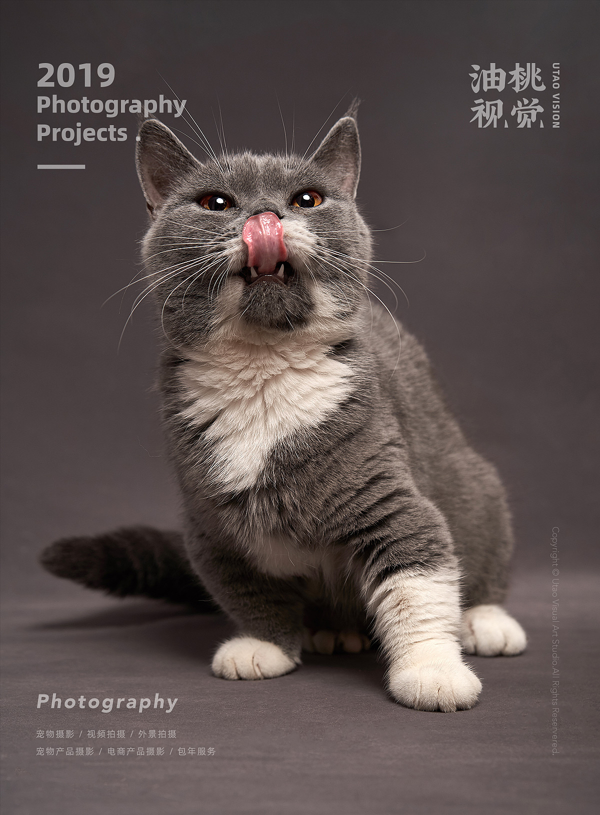 上海宠物摄影赛级宠物猫美国曼切堪油桃视觉