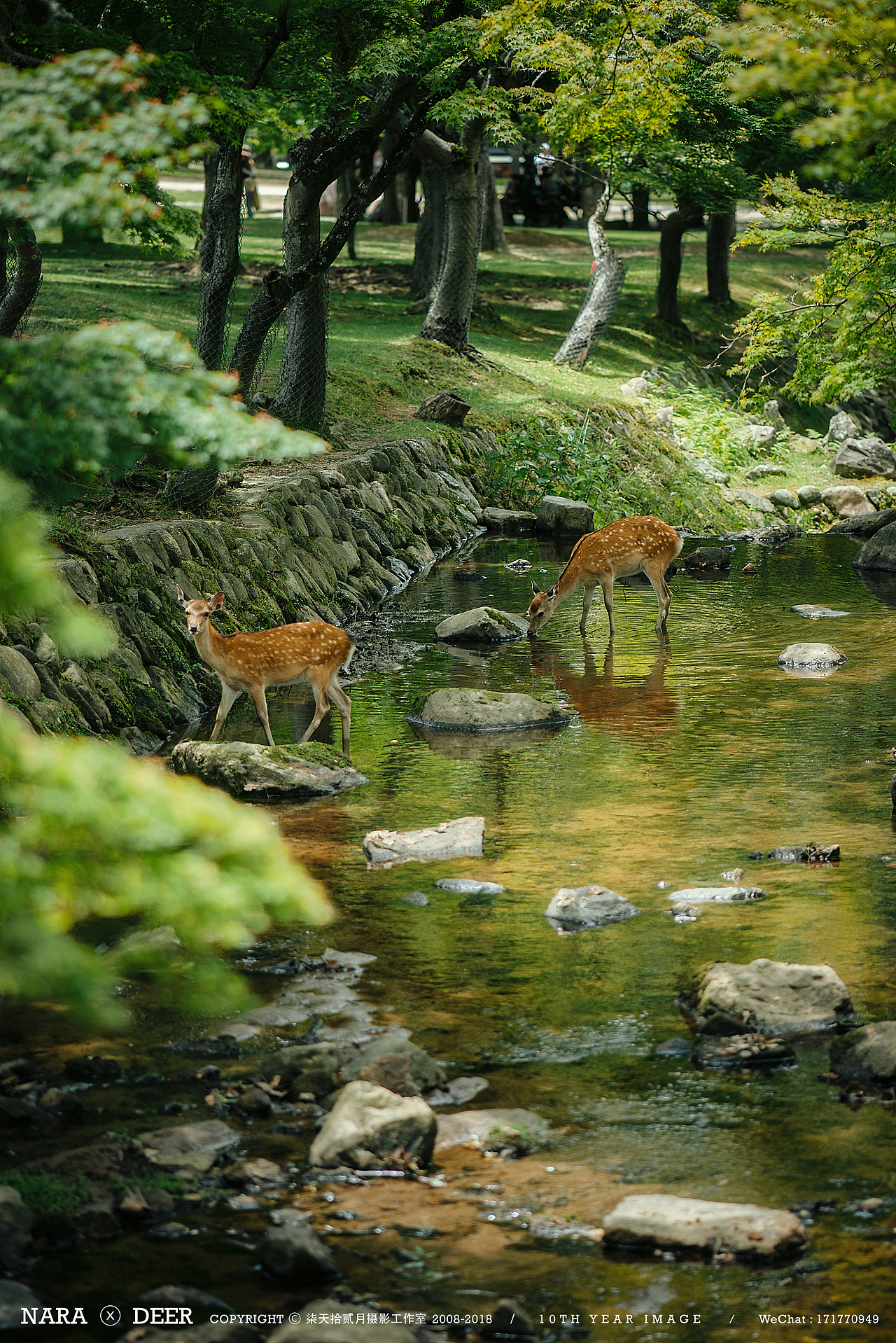 奈良の鹿（图ZMTIwODI4MTky） - 宠物摄影 - 站酷设计师monkeyivan原创素材 - 站酷ZCOOL