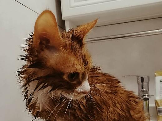 產(chǎn)屎官與鏟屎官（個人主頁-ZNDI5NDEyNDA=） - 寵物攝影 - 站酷設(shè)計師羔小羊GXY原創(chuàng)素材 - 站酷ZCOOL