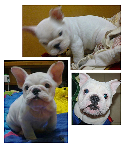 【萌宠by雪娃娃】呆萌汪星人（图ZOTM5NDE1ODA=） - 商业插画 - 站酷设计师雪娃娃童画原创素材 - 站酷ZCOOL