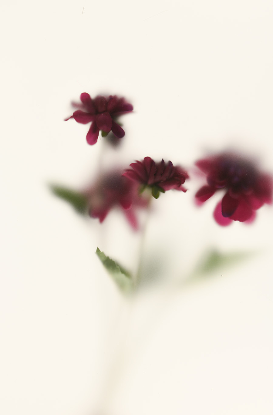 绽影像之《初醒》（图ZMTE4NDQxNjUy） - 产品摄影 - 站酷设计师陈绽原创素材 - 站酷ZCOOL