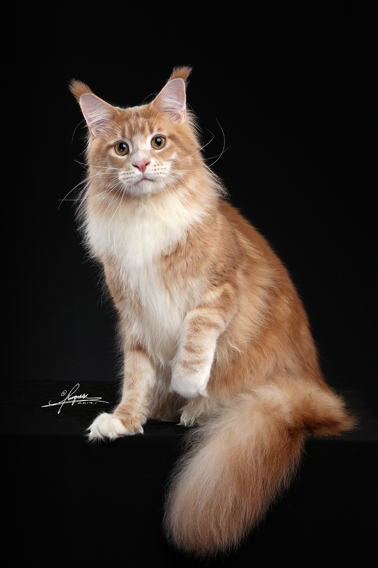 缅因库恩猫amyworks拍摄于四川成都