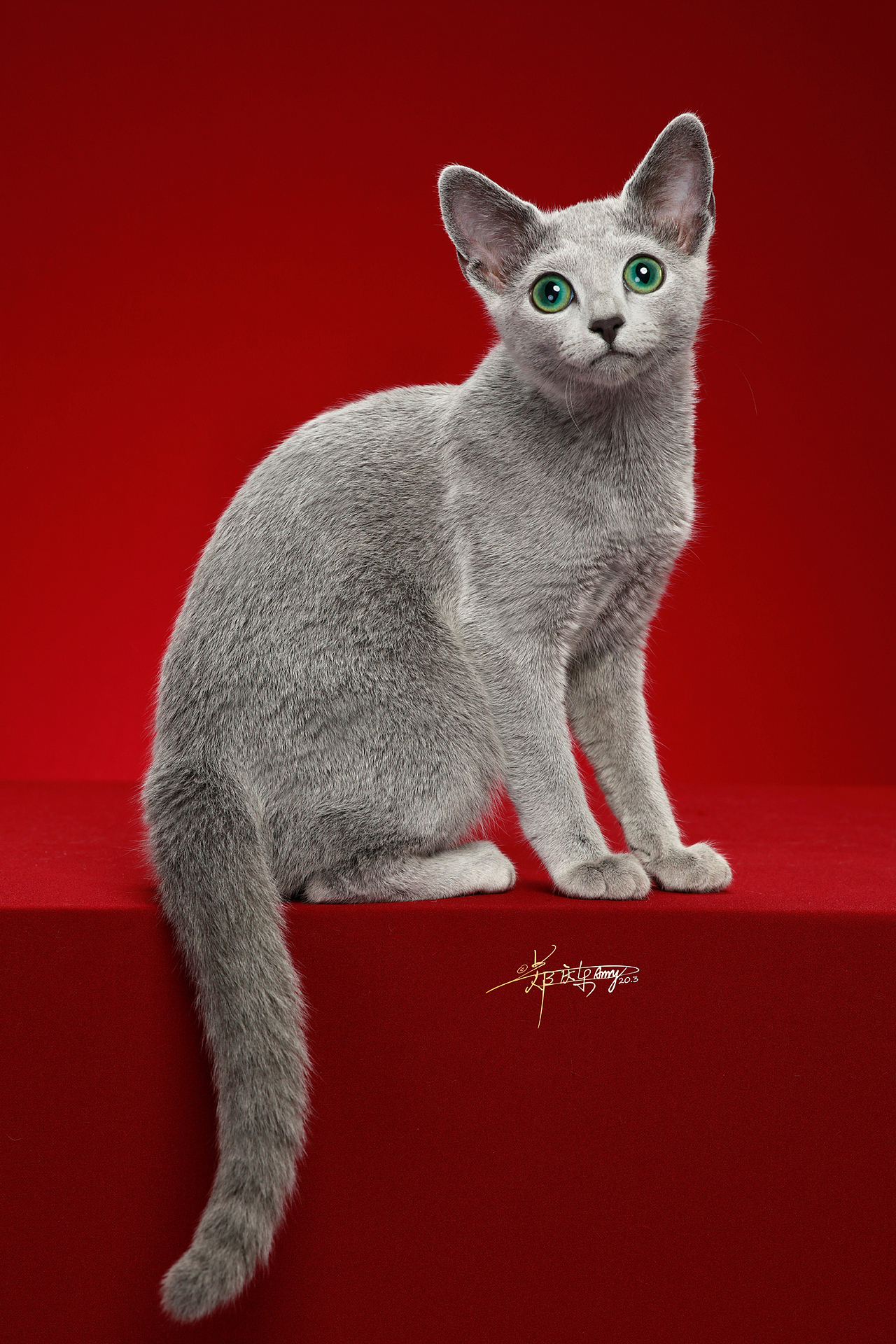 俄罗斯蓝猫|摄影|宠物摄影|amyworks赛猫摄影_原创作品-站酷zcool