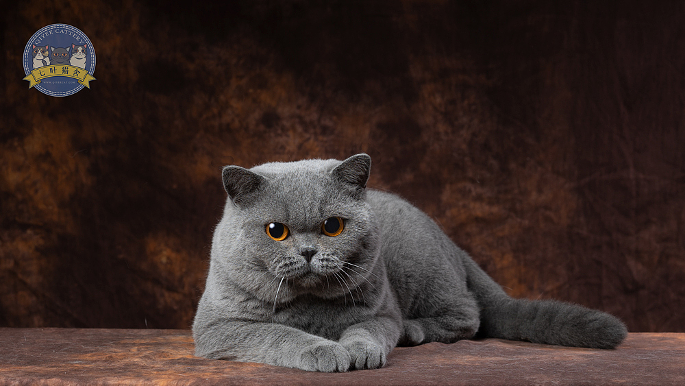七叶英短猫舍英国短毛猫蓝白蓝猫宠物猫摄影图