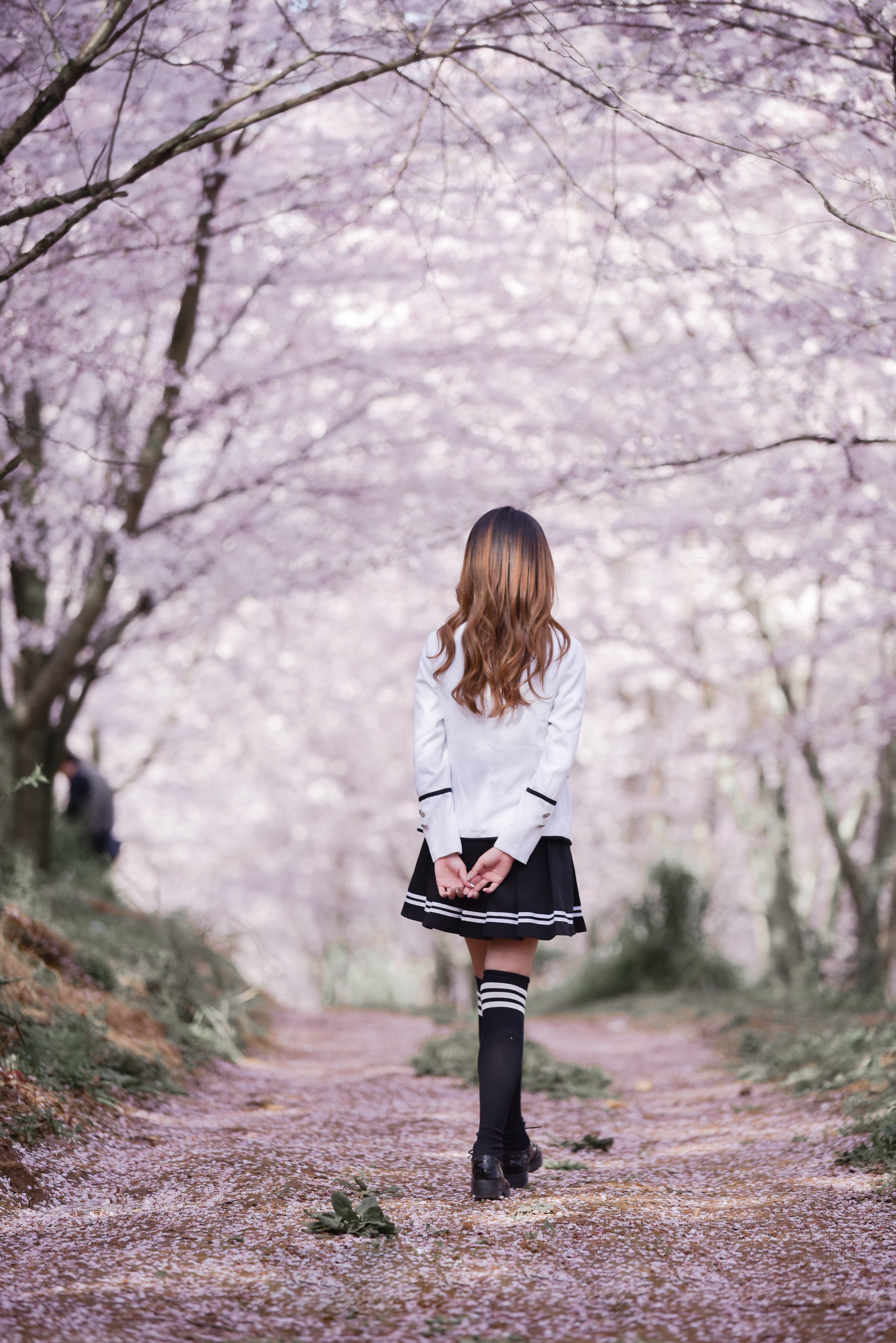 老年人在春天樱花公园散步的图片 - 免费可商用图片 - cc0.cn