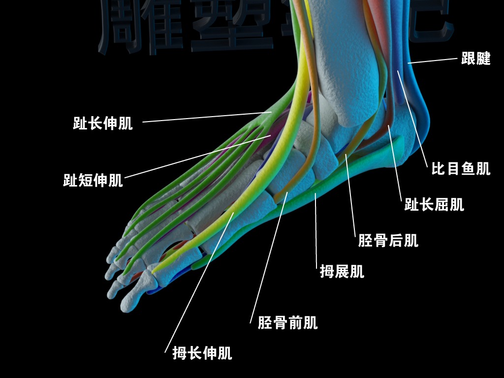 脚部肌腱分布图图片
