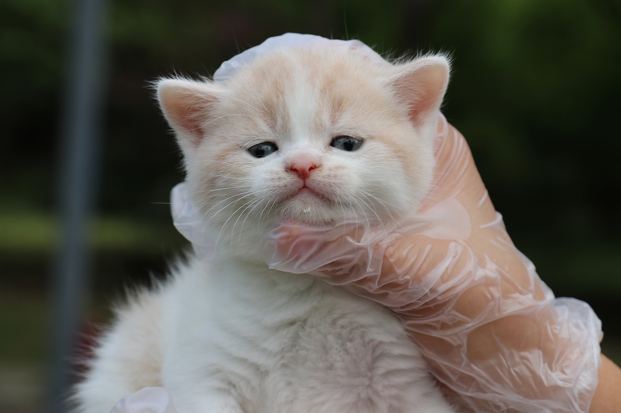 双血统英短\0508英短乳白梵公-熊二-27day450g