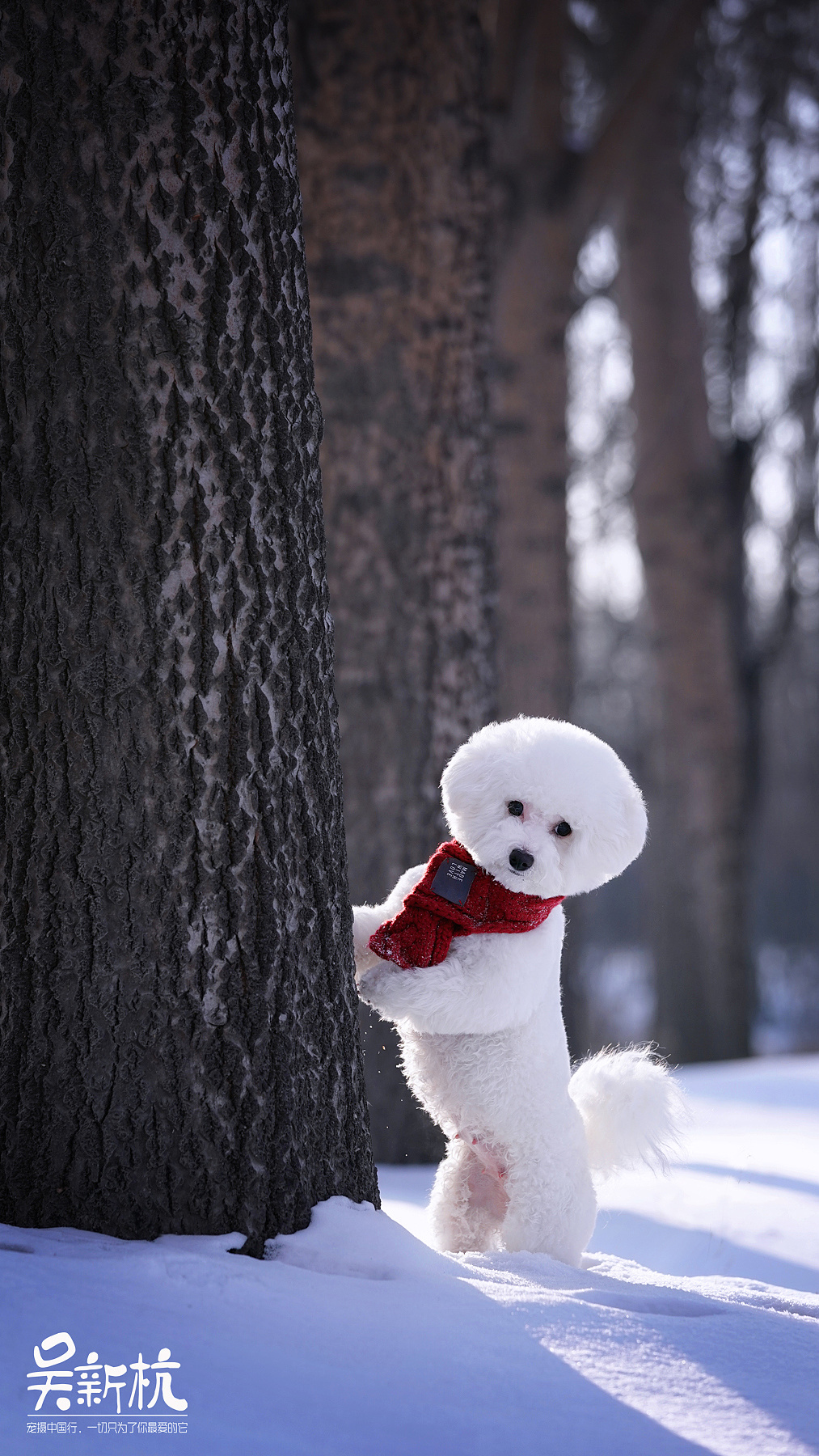 去松花江上拍摄时的温度已经零下25  ,比熊七七在雪地上真心是玩到嗨`
