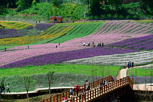 原创作品:花田酒地
