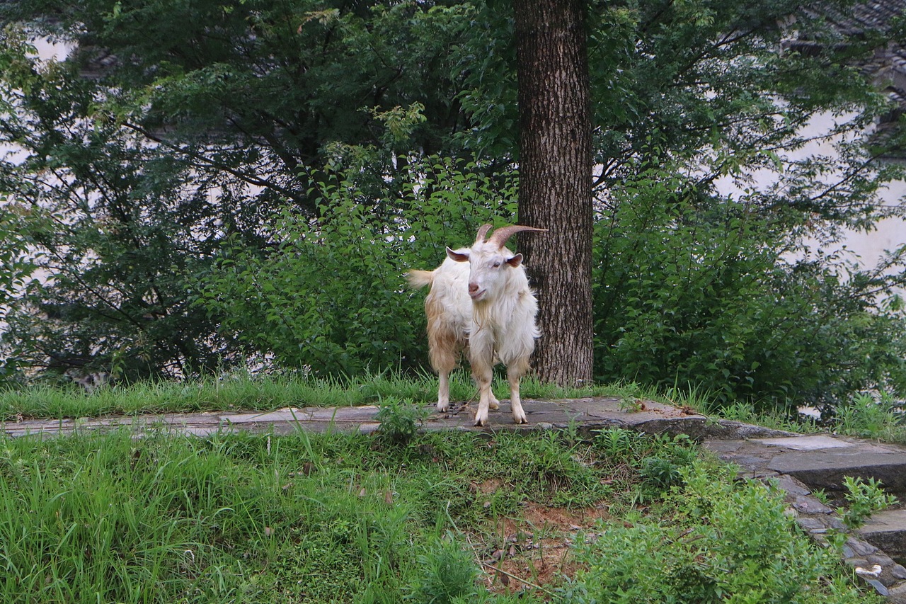 美好惬意的安徽之旅